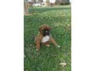 Boxer Puppy for sale in Walnut Bottom, PA, USA