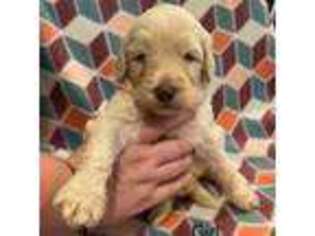 Labradoodle Puppy for sale in Timmonsville, SC, USA