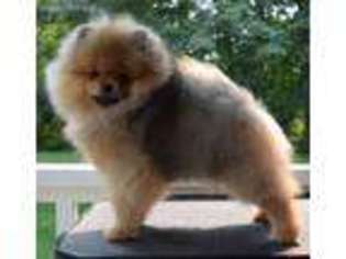 Pomeranian Puppy for sale in Belleville, MI, USA