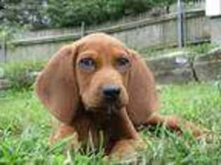 Redbone Coonhound Puppy for sale in Assonet, MA, USA