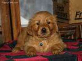 Golden Retriever Puppy for sale in Lore City, OH, USA