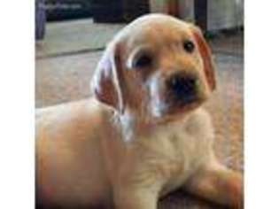 Labrador Retriever Puppy for sale in Alloway, NJ, USA