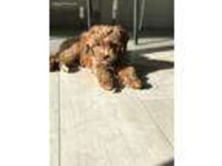 Cavapoo Puppy for sale in Fremont, CA, USA
