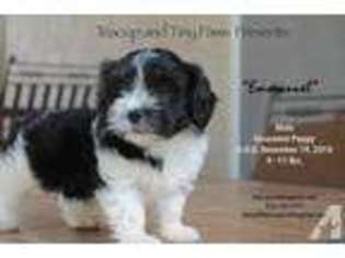 Havanese Puppy for sale in VALLEJO, CA, USA