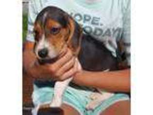 Beagle Puppy for sale in Lagrange, IN, USA