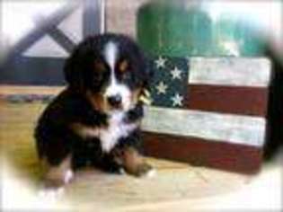 Bernese Mountain Dog Puppy for sale in Statesville, NC, USA
