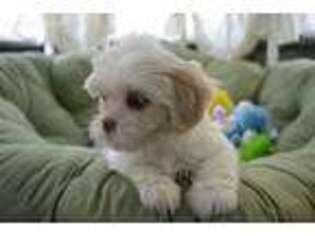 Lhasa Apso Puppy for sale in Pittsburgh, PA, USA