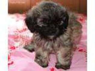 Shih-Poo Puppy for sale in Gilbert, SC, USA