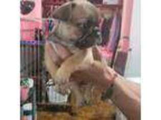 French Bulldog Puppy for sale in Huntington Park, CA, USA