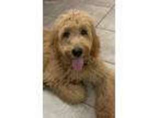 Goldendoodle Puppy for sale in Lindale, TX, USA