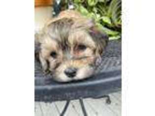 Havanese Puppy for sale in Sullivan, WI, USA