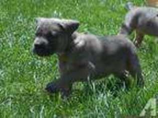 Cane Corso Puppy for sale in TROY, MI, USA