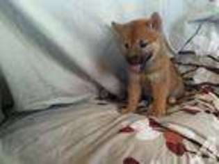 Shiba Inu Puppy for sale in COCOA, FL, USA
