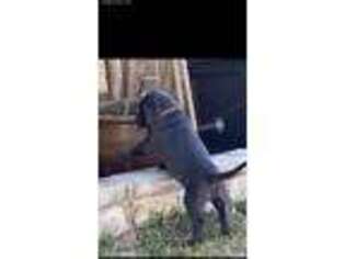 Labrador Retriever Puppy for sale in Round Rock, TX, USA