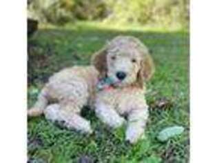 Goldendoodle Puppy for sale in Hampstead, NC, USA