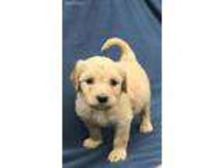 Golden Retriever Puppy for sale in Newfolden, MN, USA