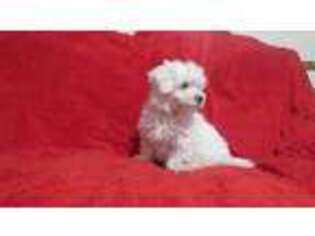 Maltese Puppy for sale in Woodbury, NJ, USA
