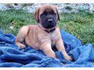 Mastiff Puppy for sale in North East, MD, USA