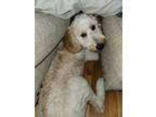 Labradoodle Puppy for sale in Detroit, MI, USA