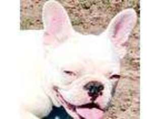 French Bulldog Puppy for sale in Lebanon, MO, USA