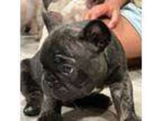 French Bulldog Puppy for sale in Youngstown, OH, USA