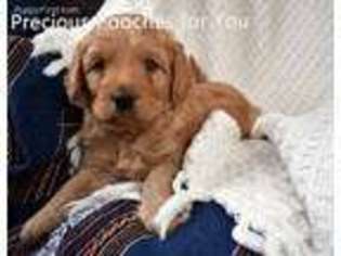 Goldendoodle Puppy for sale in Salem, OH, USA