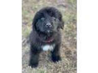 Newfoundland Puppy for sale in Chariton, IA, USA