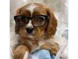 Cavalier King Charles Spaniel Puppy for sale in Texarkana, TX, USA