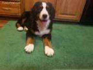 Bernese Mountain Dog Puppy for sale in Sullivan, MO, USA