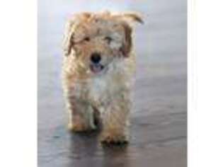 Cavapoo Puppy for sale in Bismarck, AR, USA
