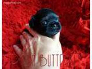 Mutt Puppy for sale in Kiel, WI, USA