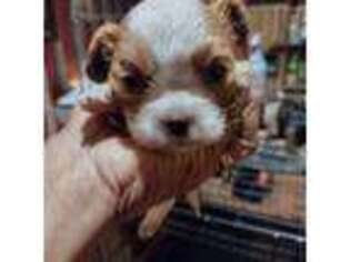 Cavalier King Charles Spaniel Puppy for sale in Alma, GA, USA
