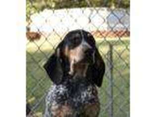 Bluetick Coonhound Puppy for sale in Chillicothe, OH, USA