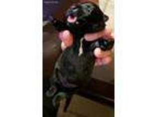 Scottish Terrier Puppy for sale in Crossville, TN, USA