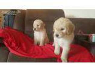 Goldendoodle Puppy for sale in Delta, CO, USA