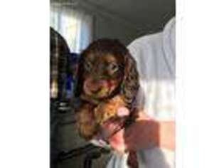 Dachshund Puppy for sale in Rome, PA, USA
