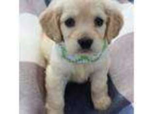 Mutt Puppy for sale in Mount Vernon, OH, USA