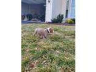 Mutt Puppy for sale in Middletown, DE, USA