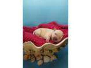 Labradoodle Puppy for sale in Marana, AZ, USA