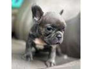 French Bulldog Puppy for sale in Cullman, AL, USA
