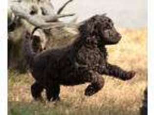 Labradoodle Puppy for sale in Richmond, VA, USA
