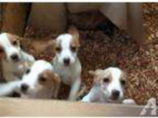 Beagle Puppy for sale in CONCORD, NC, USA