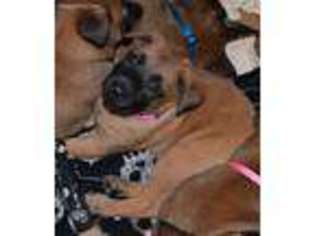 Belgian Malinois Puppy for sale in Dallas, OR, USA