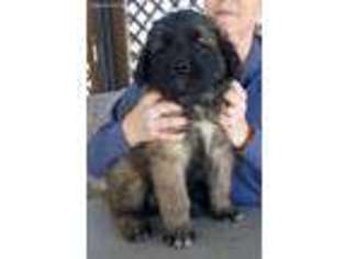 Leonberger Puppy for sale in Redgranite, WI, USA