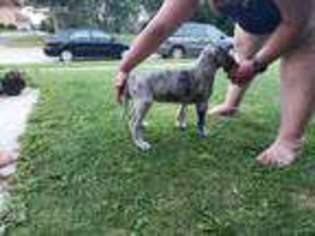 Great Dane Puppy for sale in Watertown, WI, USA