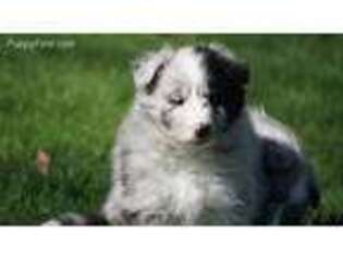 Shetland Sheepdog Puppy for sale in Silver Lake, IN, USA