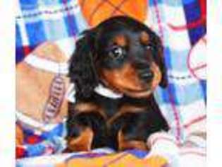 Dachshund Puppy for sale in Denver, PA, USA