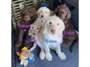 Labradoodle Puppy for sale in Palm Springs, CA, USA