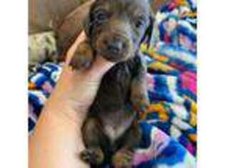 Dachshund Puppy for sale in Springfield, IL, USA