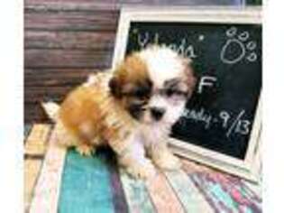 Mutt Puppy for sale in Beaver Springs, PA, USA